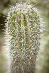 Cactus with white sharp stings vintage retro style macro