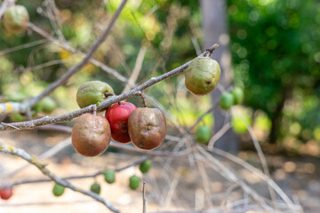 Cirguela, Spondias purpurea fruits. It is commonly known as jocote, ciruela(plum), purple mombin, ​obo, jobo, xocote, huhub, cirguela, depending on the place it is found in Central America.