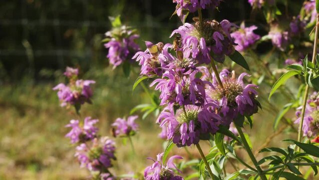 A honey bee flies around purple horse mint wild flowers native to Texas hill country