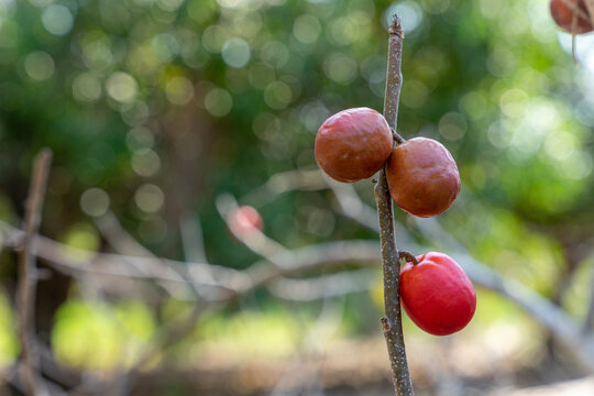 Cirguela, Spondias purpurea fruits. It is commonly known as jocote, ciruela(plum), purple mombin, ​obo, jobo, xocote, huhub, cirguela, depending on the place it is found in Central America.