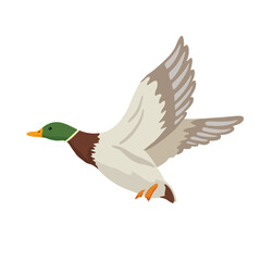 Flying duck. Vector flat illustration pond bird isolated on white. Cartoon clipart