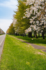 二十間道路桜並木 北海道日高郡新ひだか町静内