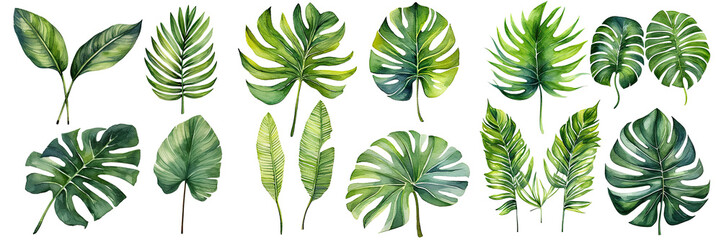watercolor leaves set, watercolor botanical painting. Jungle illustrations, monstera and banana leaf. Tropical green plant , transparent background, PNG ,Generative AI