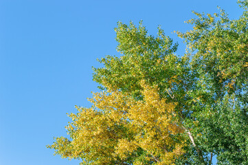 Deciduous Tree With Green and Yellow Leaves on the Seashore