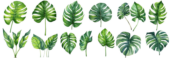 watercolor leaves set, watercolor botanical painting. Jungle illustrations, monstera and banana leaf. Tropical green plant , transparent background, PNG ,Generative AI