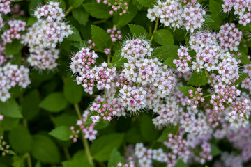Closeup abstract texture background of pink cluster flowers and buds on a compact spirea (spiraea) bush