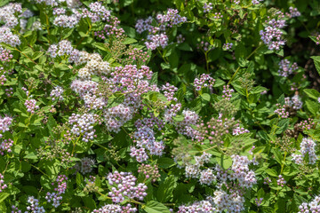 Closeup abstract texture background of pink cluster flowers and buds on a compact spirea (spiraea) bush