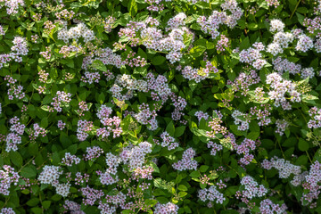 Closeup abstract texture background of pink cluster flowers and buds on a compact spirea (spiraea) bush