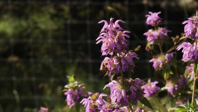 Purple horse mint wildflowers with a honey bee flying around them in slow motion