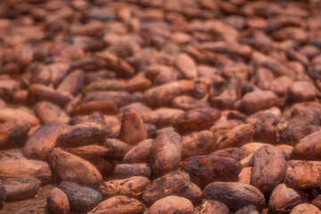 Cocoa beans and cocoa fruits.