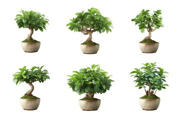 Ficus Tree in a Pot Rendered from Different Angles. Generative AI