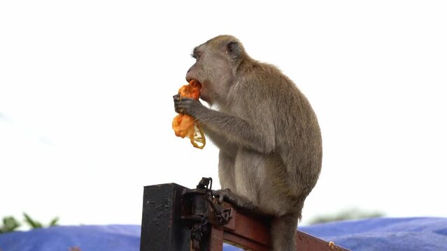 Close up shot of a crab-eating macaque, long-tailed macaque (Macaca fascicularis), sitting on top of a dumpster truck, having a feast, holding a plastic bag eating leftover food found in the pile.