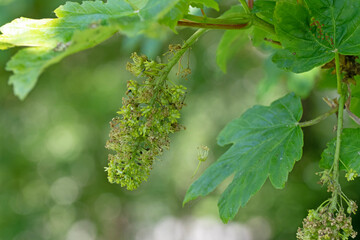 Close up image of sycamore maple leaves and flower