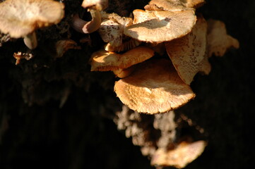 mushrooms in the forest