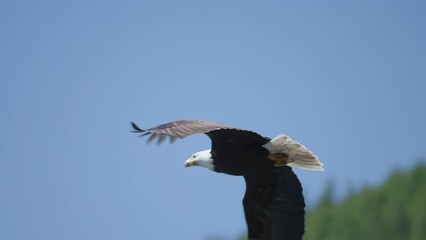 An Eagle flying in British Columbia Canada over the ocean looking for fish