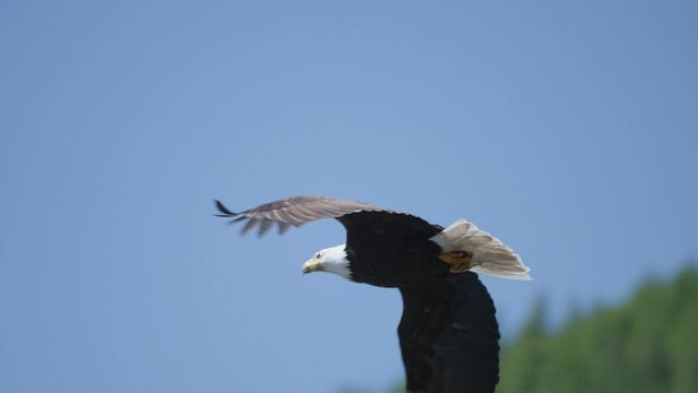 An Eagle flying in British Columbia Canada over the ocean looking for fish