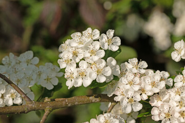 Hawthorn flowers close up image