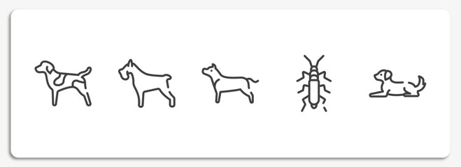 dog and training outline icons set. thin line icons sheet included german shorthaired pointer, miniature schnauzer, american staffordshire terrier, null, dog lying vector.