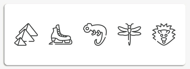 animals outline icons set. thin line icons sheet included pyramid, ice skate, chameleon, dragonfly, hedgehog vector. © VectorStockDesign