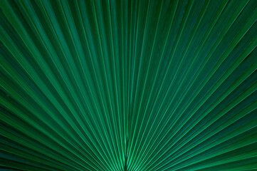 Obraz premium close up green palm leaf texture, leaf of Ruffled Fan Palm