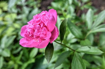 Pink Princess Margaret peony flower on green leaves background