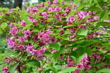 Fototapeta premium Pink Centranthus ruber flower on green leaves background