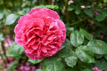 Pink Princess Margaret peony flower on green leaves background