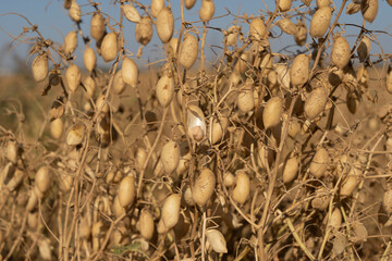 An organic chickpea field is rich in proteins