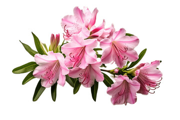 Rhododendron Flowers Isolated on Transparent Background, Generative AI