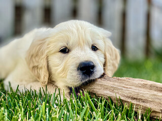 Cute golden retriever puppy playing in the grass.