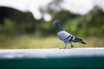 portrait full body of homing pigeon standing on home loft trap