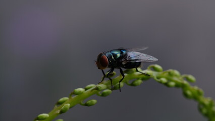 fly on leaf