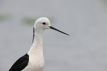 Black-winged Stilt (Himantopus himantopus) family in Japan