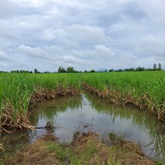 sugarcane field