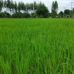 rice field