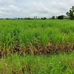 rice field