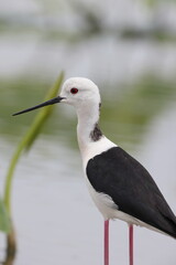 Black-winged Stilt (Himantopus himantopus) family in Japan