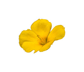 Fototapeta na wymiar yellow flower isolated on white background