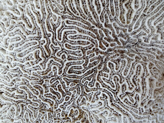 Bleached Coral Close Up