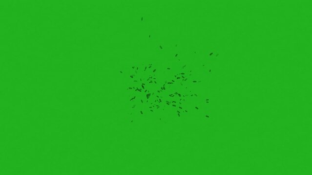 Black colored Tiny Insects moving on green screen background