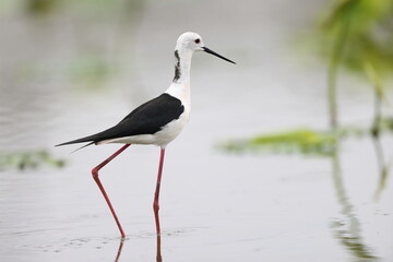 Black-winged Stilt (Himantopus himantopus) family in Japan