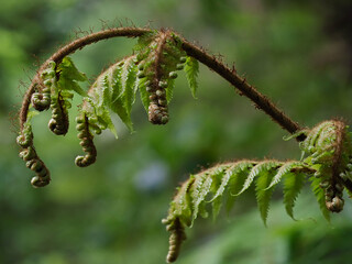 Closeup of new fern leaves unfolding