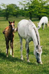 Naklejka na ściany i meble horse and foal on a field