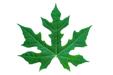 Green papaya plant leaf isolated on transparent background