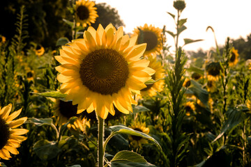 Closeup of sunflower against natural background. 