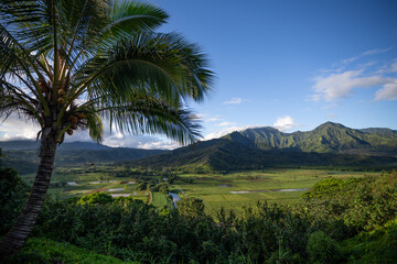 Fototapeta na wymiar Overlook in Kauai Hawaii over Mountains Palm Tree and Taro Field