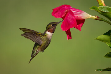 Ruby-throated Hummingbird (Male) Gathering Nectar from a Mandevilla