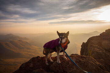 Husky on the Summit of Uncompahre Peak at Sunrise