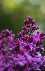 Close up of beautiful purple lilac flowers blooming in spring.