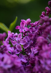 Obraz premium Close up of beautiful purple lilac flowers blooming in spring.